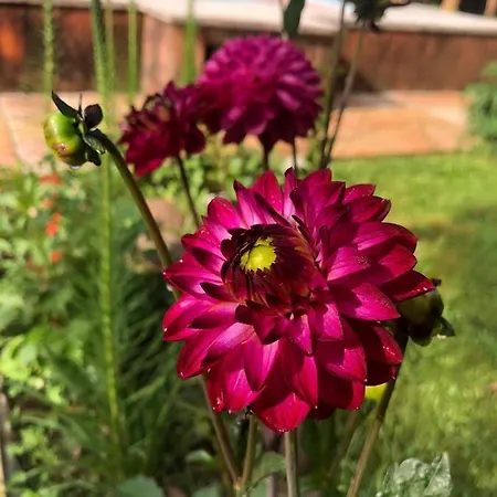 Kapera *